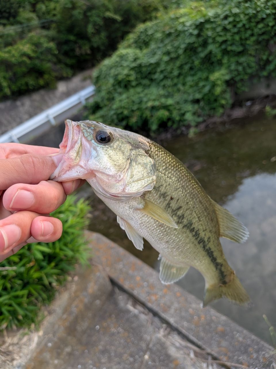 ブラックバスの釣果写真
