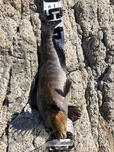 アイナメの釣果