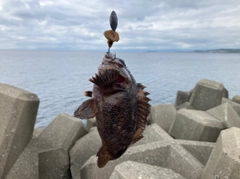 ソイの釣果