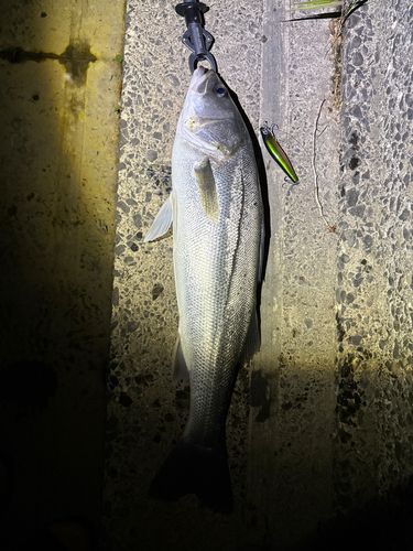 シーバスの釣果