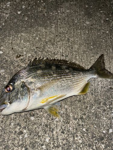 キビレの釣果