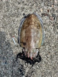 モンゴウイカの釣果