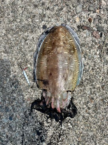 モンゴウイカの釣果