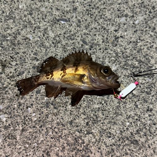 メバルの釣果