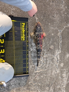 マゴチの釣果