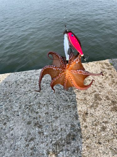 タコの釣果
