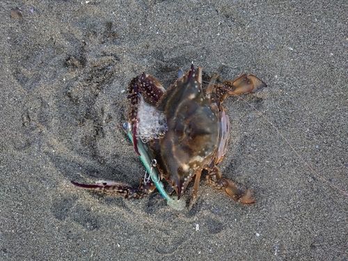 ワタリガニの釣果