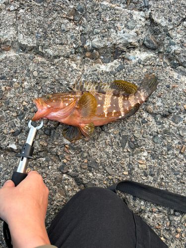 キジハタの釣果