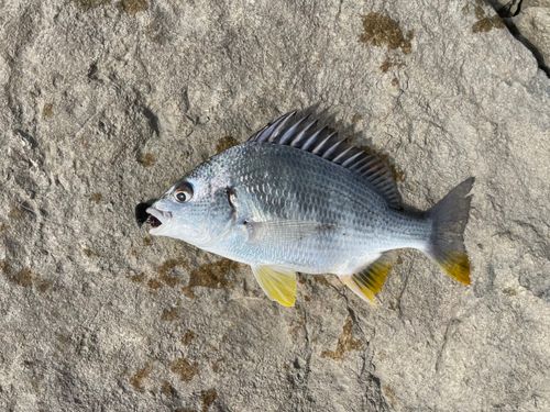 キビレの釣果