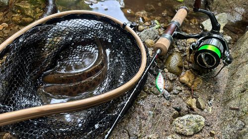 ヤマメの釣果