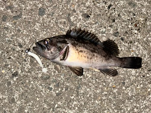 クロソイの釣果