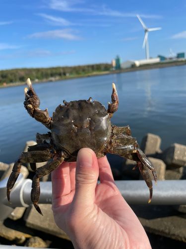 イシガニの釣果