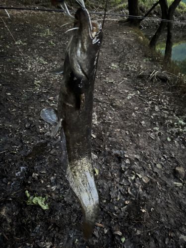 ナマズの釣果