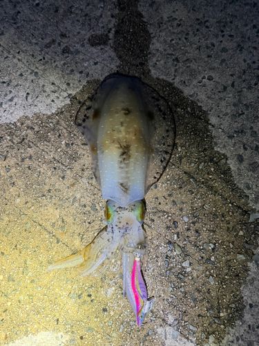 釣果