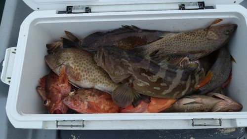 カンパチの釣果
