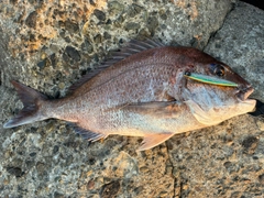マダイの釣果