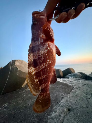 キジハタの釣果