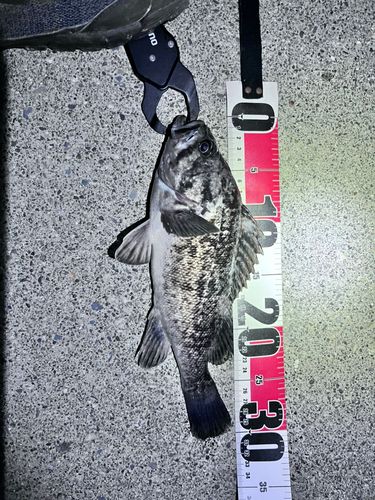 クロソイの釣果