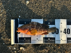 キジハタの釣果