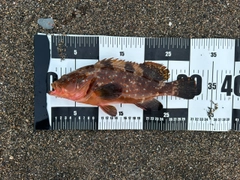 キジハタの釣果
