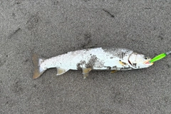 アメマスの釣果