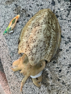 モンゴウイカの釣果