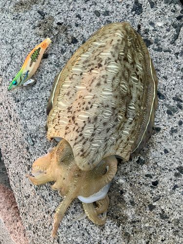モンゴウイカの釣果
