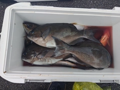 グレの釣果