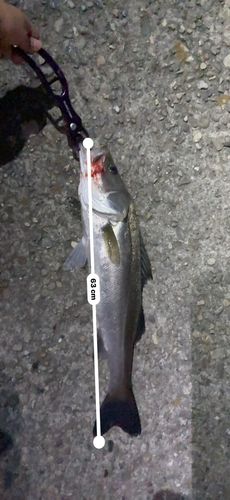 スズキの釣果