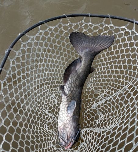 アメリカナマズの釣果