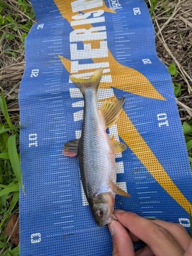 カワムツの釣果