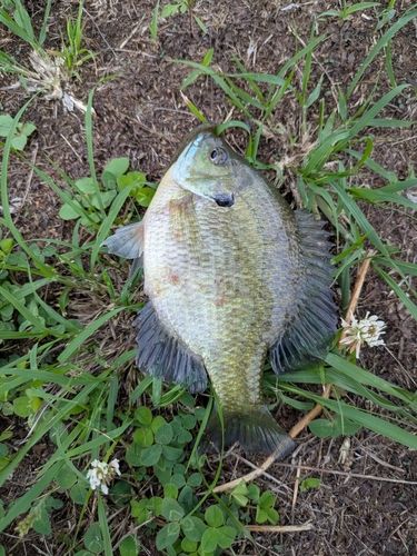 ブルーギルの釣果