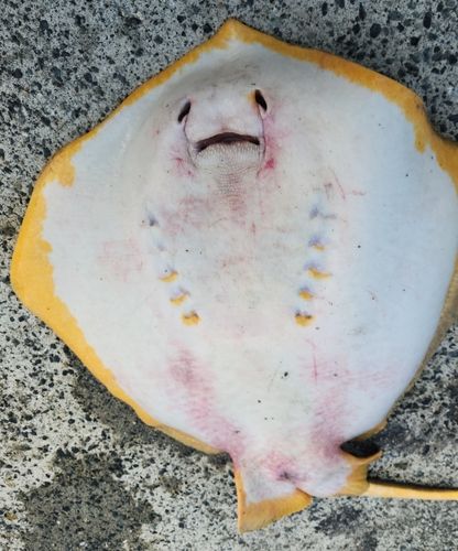 アカエイの釣果