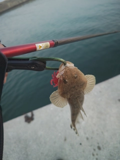 マゴチの釣果