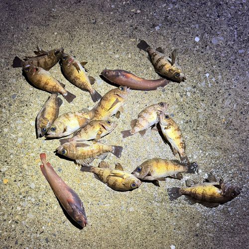 メバルの釣果