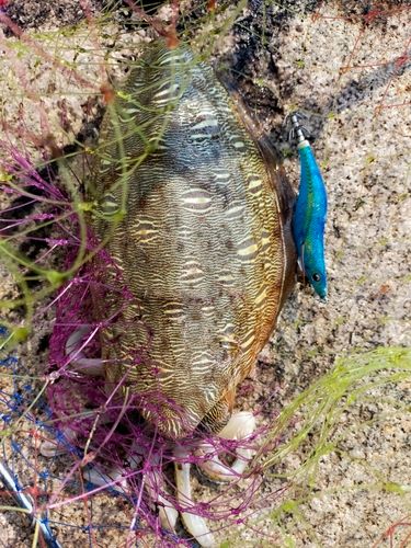 モンゴイカの釣果