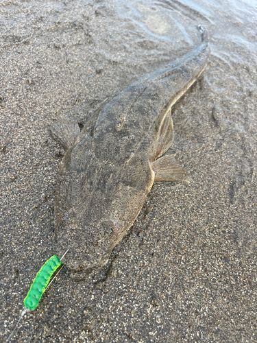 マゴチの釣果