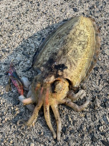 モンゴイカの釣果