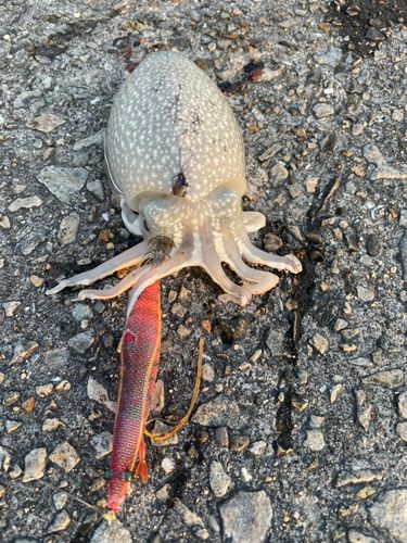 シリヤケイカの釣果