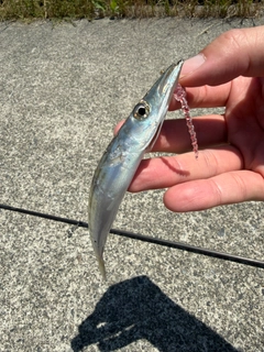 カマスの釣果