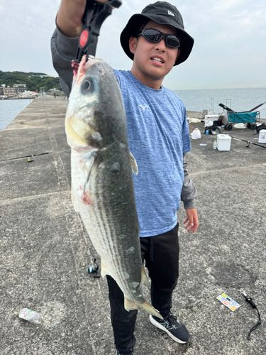 ボラの釣果