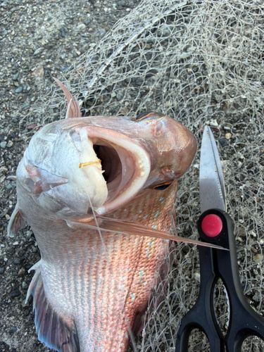 マダイの釣果