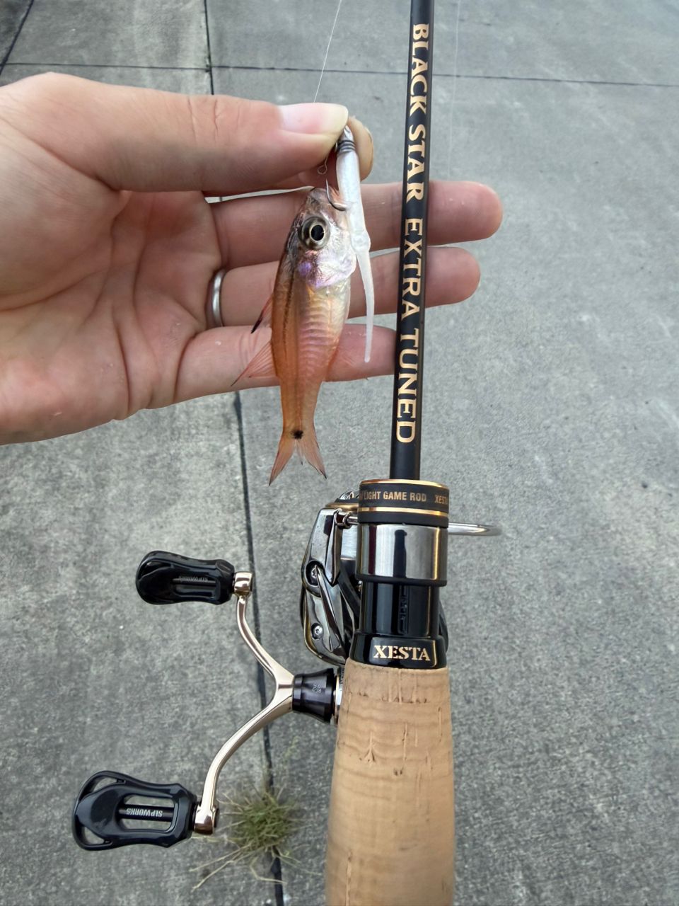 DAIWA 20ルビアス FC LT2000S-XHの最安値・インプレ・釣果 | 本音の