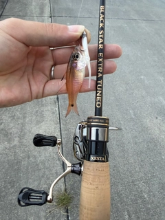 ネンブツダイの釣果