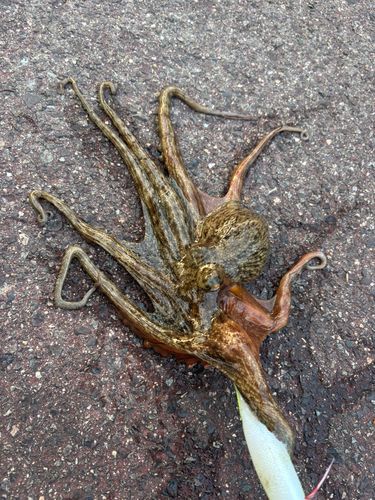 タコの釣果