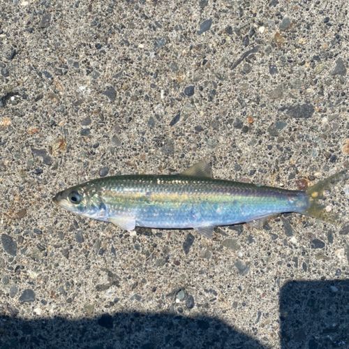ニシンの釣果
