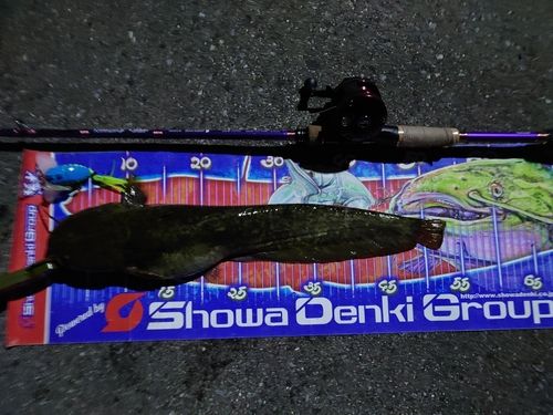 マナマズの釣果