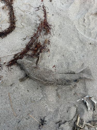 アイナメの釣果