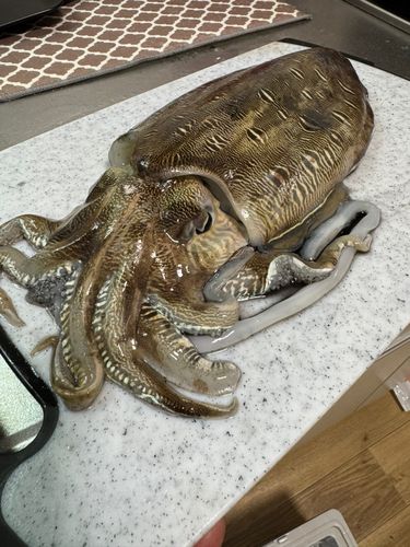 モンゴウイカの釣果
