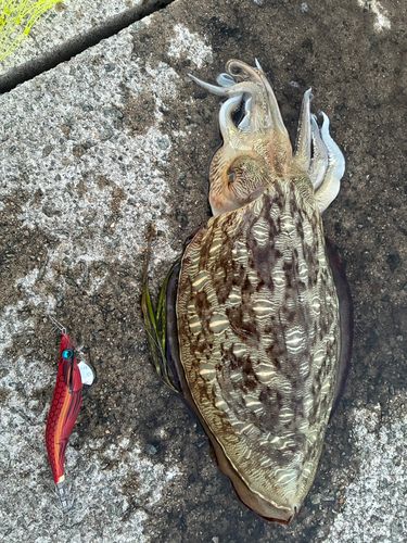 釣果